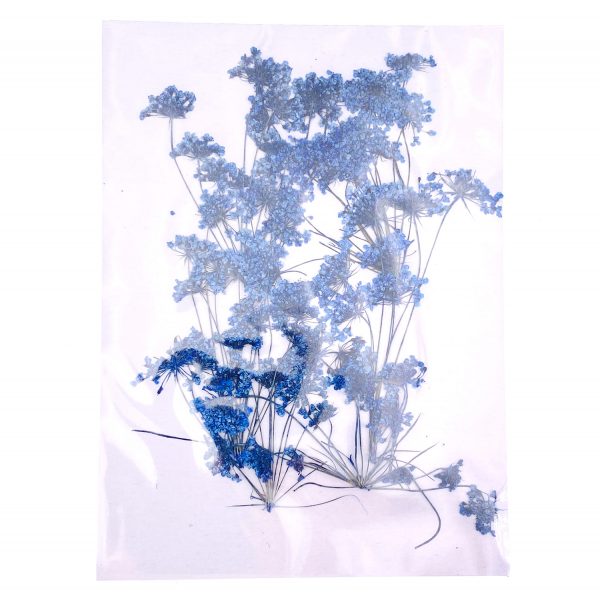 藍色蕾絲花乾花壓花