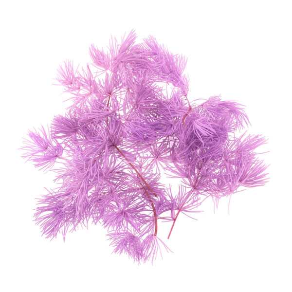 淺紫蓬莱松乾花壓花