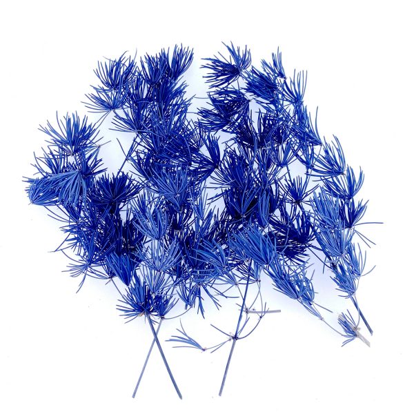 藍色蓬莱松乾花壓花