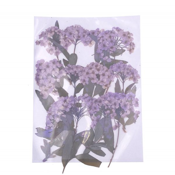 淺紫小水仙花枝乾花壓花