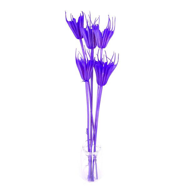 紫色八角花乾花