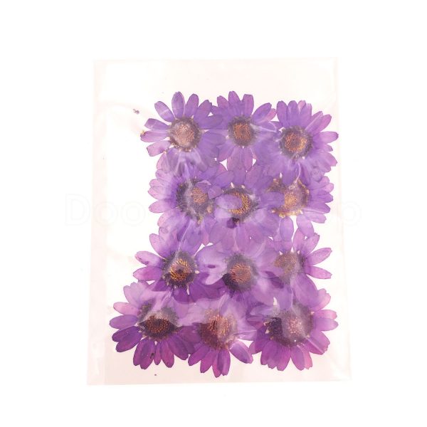 紫色晶菊乾花押花
