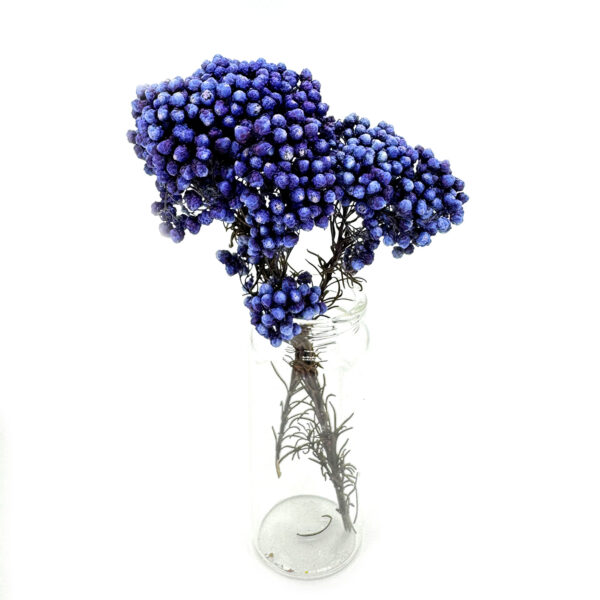 紫藍色小米花乾花
