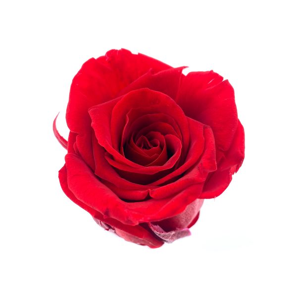 玫瑰保鮮花永生花-紅色2-6CM