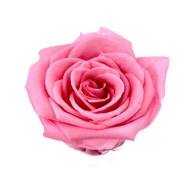 玫瑰保鮮花永生花-粉紅2-6CM
