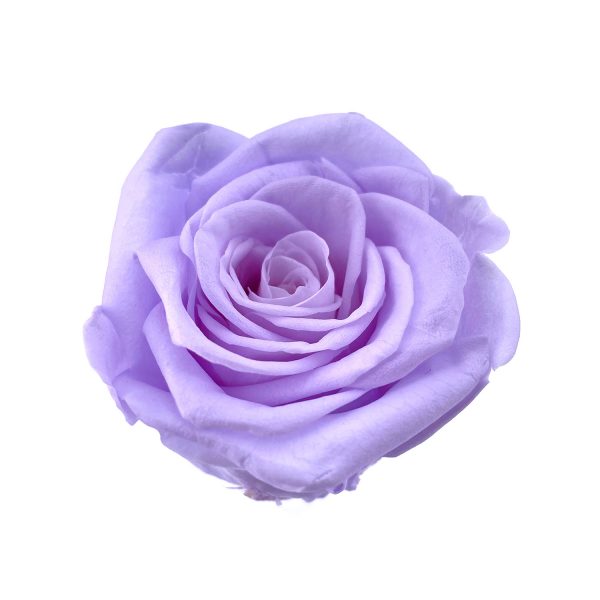 玫瑰保鮮花永生花-淺紫2-6CM