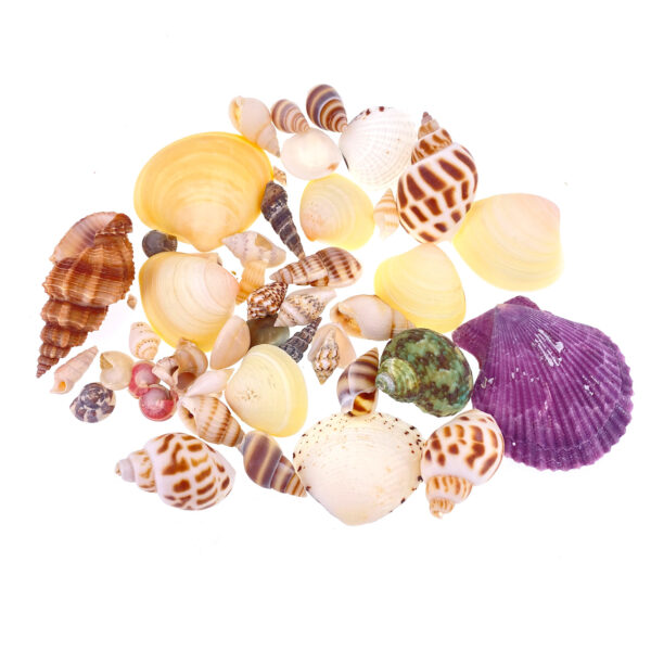 貝殼海螺扇貝組合